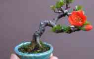 Japonica