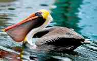 Americký hnědý pelican