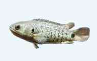 Anabas nebo čisté ryby (lat. Anabas testudineus)