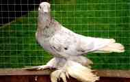 Aravir holubi - luxusní plemeno sobborn