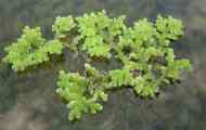 Azolla karolinskaya