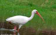 Bílý ibis