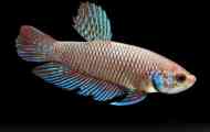 Betta smaragdový nebo zelený kohout (betta smaragdina)
