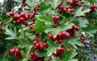 Hawthorn: popis, chov, fotografie, video, péče, zdravotnické nemovitosti
