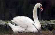 Ať už vrah swans? Zavřete otázku jednou a navždy