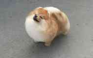 Jaký je rozdíl mezi pomeranian spitzem z německého