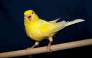 Domů canary