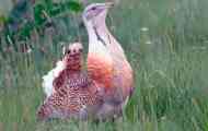 Bustard