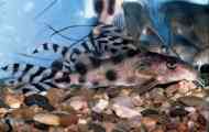 Flag synodontis (synodontis decorus) obsah krmení