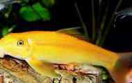 Girinocheilus žlutá (zlatá) řasy: obsah, chov, fotografie