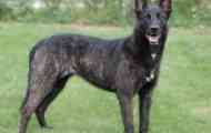 Dutch shepherd: popis popis