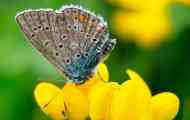 Silver blueberry nebo goluba corridon