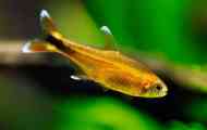 Hoismania nebo tetra copper content popis chov fotografie.