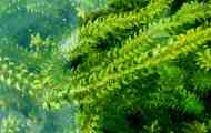 Elodea