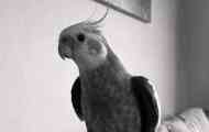 Jak moje babička ve vzdálených sedmdesátých letech dala papoušku a co vyšlo z toho