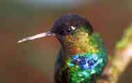 Jaké nepřátelé ohrožují kolibříci v přírodě