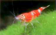 Shrimp-bee: obsah a péče, fotky, popis