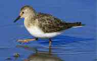 Sandpiper