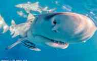 Lemon shark