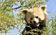 Malá panda