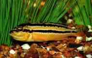 Melanochromis golden, melanochromis yohana - malawi tsichlids.