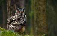 Philina bird popis