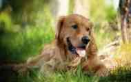 Parvovirus entry psi: příčiny, symptomy a léčba