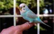 Parrot pak recordman z knihy guinness records