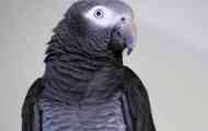 Parrot s námi mluví o rovném a dokonce