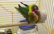 Chovatelské papoušky lubovnikov doma