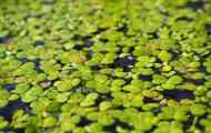 Duckweed