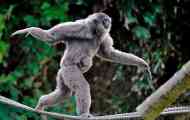 Silver gibbon