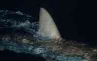 Silk shark