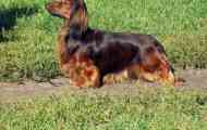 Dachshund pes: stručný popis plemene, recenze majitelů