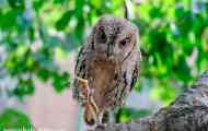 Owl single nebo obyčejný lopatka