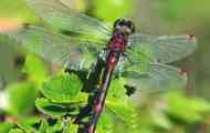 Dragonfly red