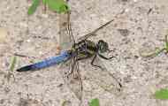 Dragonfly mříže nebo vážka modrá