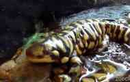 Tiger ambistoma nebo tiger salamander