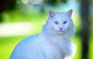 Turecká angora: cat plemeno popis
