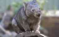 Wombat