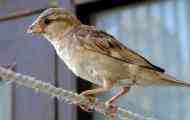 Sparrow a dětský odpor