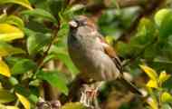 Sparrow, jako biologický faktor životního prostředí