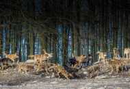 Proč se vlk nazývá vlk?