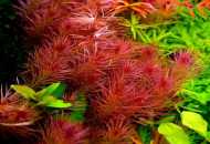 Reprodukce akvarijních rostlin