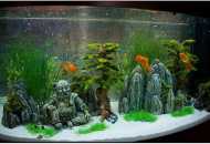 Tipy, problémy a řešení související s chováním akvarijních ryb v akváriu (co ...