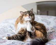 Diagnostika a léčba alergií u koček