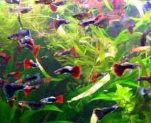 Výběr akvarijních ryb