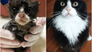 10 Koček před a poté, co byli vyzvednuti z ulice