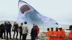 10 Nových faktů o megalodonu