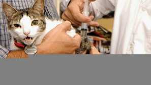 10 Nejběžnějších koček